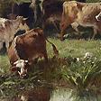 牛群戲水 Cows Watering