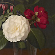 杯中的白玫瑰 Rose in a Glass on a Table