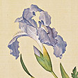 仙萼長春圖-石竹