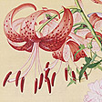 仙萼長春圖-百合花纏枝牡丹